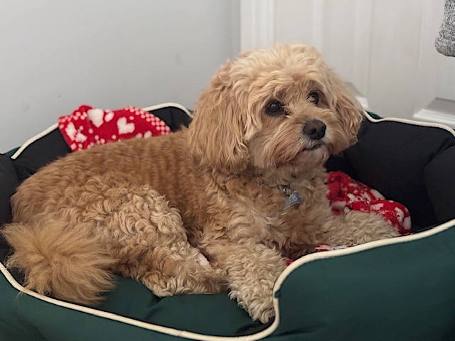 Day care for Dogs Whiteley