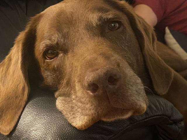 Day care for Dogs Whiteley