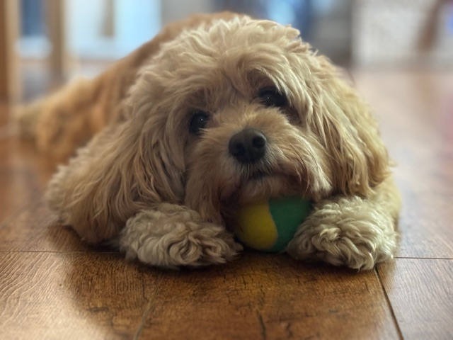 Dog Boarding in Whiteley