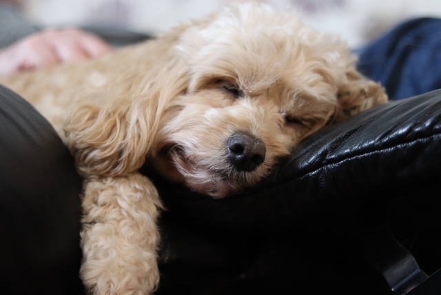 Whiteley home boarding for dogs