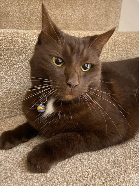 Home Visits for Cats & Small Pets Whiteley